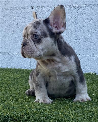 $1500 : French bulldog hembra  Merle f image 1