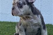 French bulldog hembra  Merle f