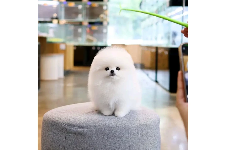 $300 : Pomeranian and French bulldog image 5