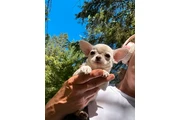 $2400 : Chihuahua puppies SH and LH thumbnail