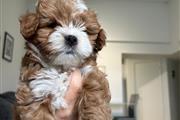 $1100 : Puppies FOR SALE thumbnail