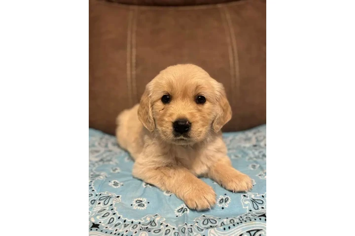 $200 : Teacup Yorkie puppies image 1