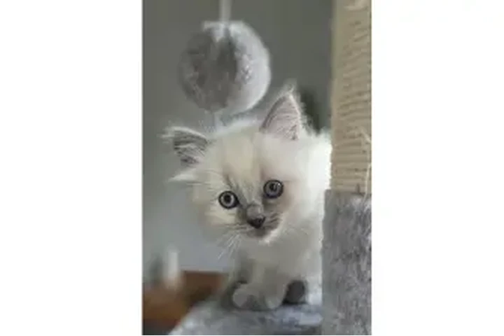 $477 : Beautiful blue point ragdolls image 1