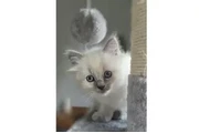 Beautiful blue point ragdolls en Salt Lake City