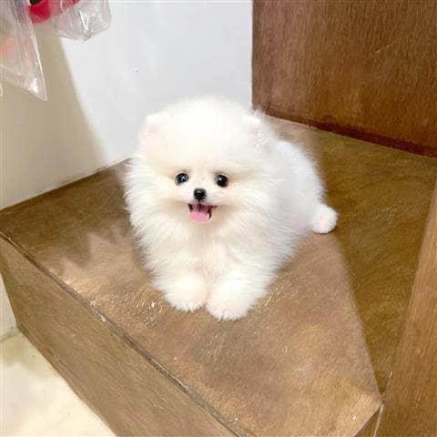 $350 : Pomerania en venta image 1