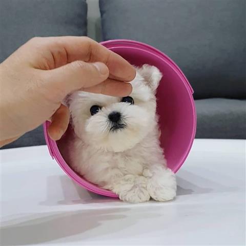 $350 : Bichón frisé a la venta image 1