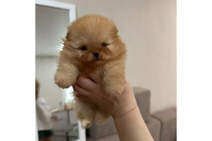 $350 : Pomerania en venta image 4
