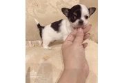 $350 : teacupchihuahua puppy for sale thumbnail