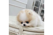 Pomerania en venta en Atlanta