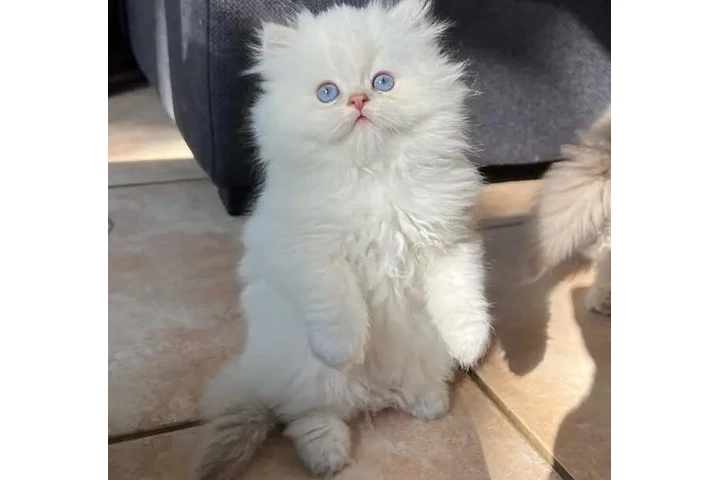 $310 : White Persian Kitten Available image 2