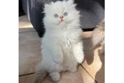$310 : White Persian Kitten Available thumbnail