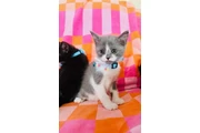 $55 : Gatitos thumbnail