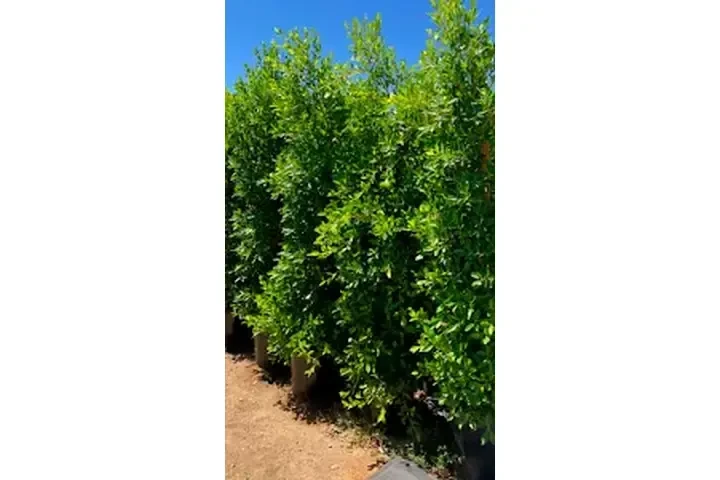 PITAYOS D JALISCO TERE GALVAN image 3