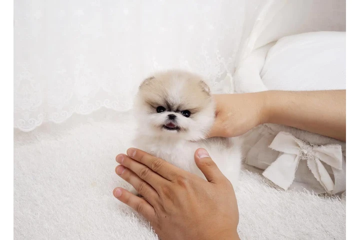 $350 : Micro Pomerania image 4