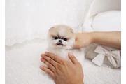 $350 : Micro Pomerania thumbnail