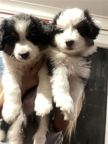 $200 : mini Australian shepherd image 2