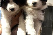 $200 : mini Australian shepherd thumbnail