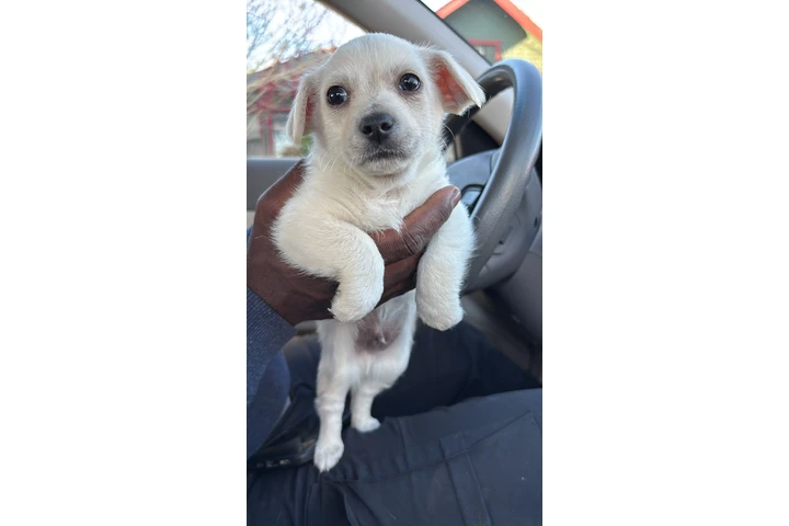 $20 : Doy perrito en adopción image 1