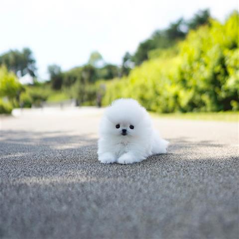 $300 : Teacup Pomeranian puppies image 2