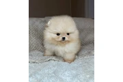 $350 : Pomerania taza de té thumbnail