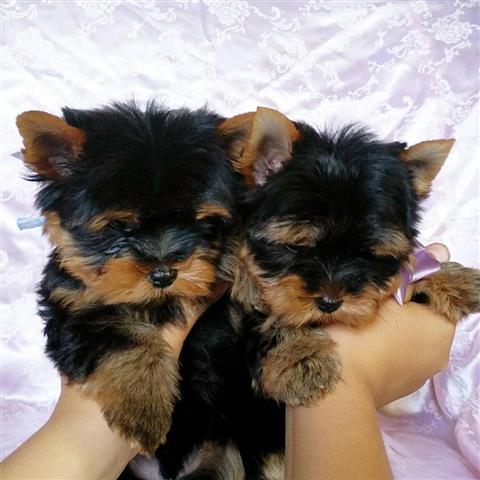 $350 : cachorros yorkie de pura raza image 1