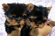 cachorros yorkie de pura raza en Denver