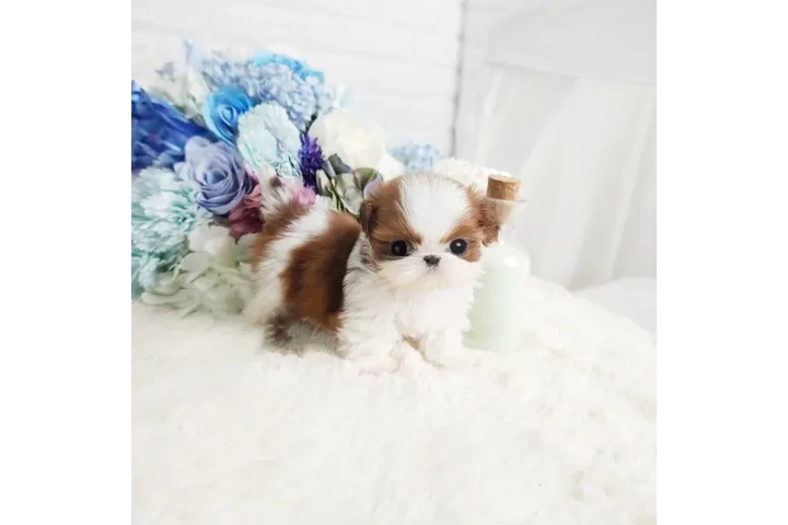 $350 : Shih Tzu taza de té image 3
