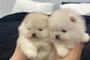 Teacup Pomeranian puppies