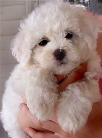 Pretty Face Maltese Pups Avail image 1