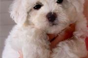 Pretty Face Maltese Pups Avail