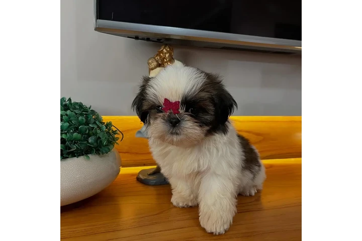 $350 : Cachorros shih tzu navideños image 2