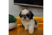 $350 : Cachorros shih tzu navideños thumbnail