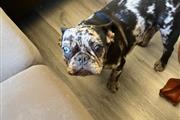 Rehoming fee Frenchbulldog en San Bernardino