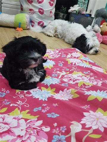 Havanese Puppies for sell image 2