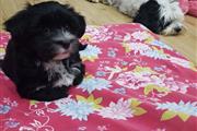 Havanese Puppies for sell thumbnail