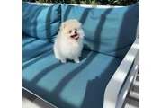 $610 : Teacup Pomeranians Ready thumbnail