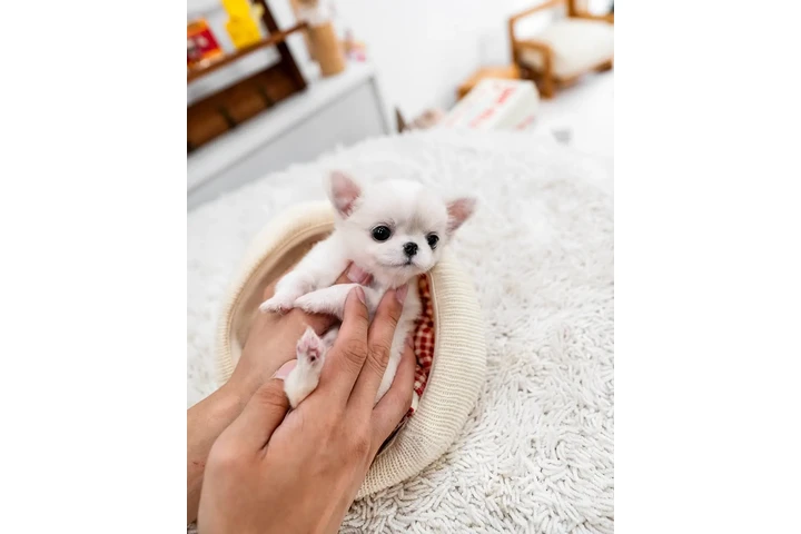 $400 : Chihuahua and Maltipoo Puppies image 4
