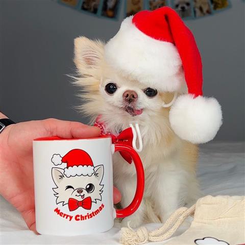 $400 : chihuahua puppy long haired image 3