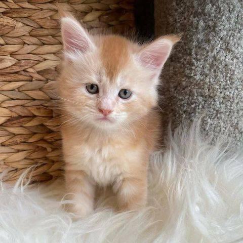 $500 : Cute Maine Coon kittens image 1