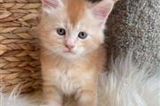 Cute Maine Coon kittens en New Haven