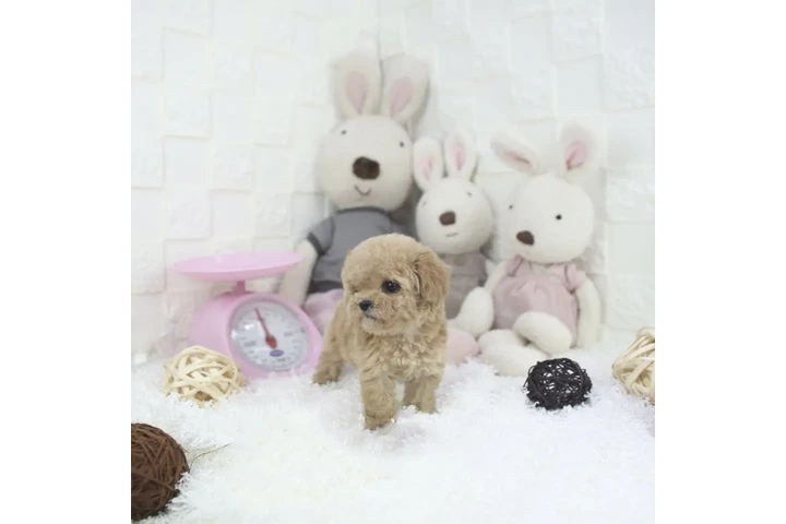 $350 : Micro Poodle image 4