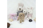 $350 : Micro Poodle thumbnail
