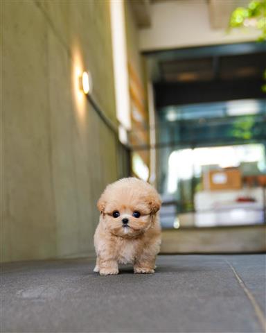 Perro rolly teacup sales puppies