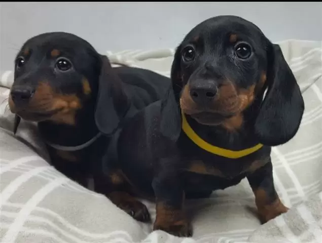 $500 : Hermosos cachorros de perro sa image 1