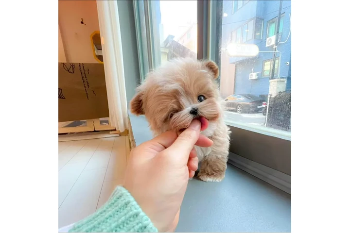 $350 : taza de té maltipoo image 1