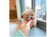 taza de té maltipoo en Newark
