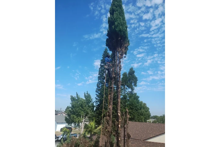🌳 Tree Service Today! image 8