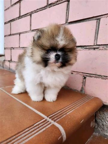 $500 : Teacup Pomeranian puppy image 1