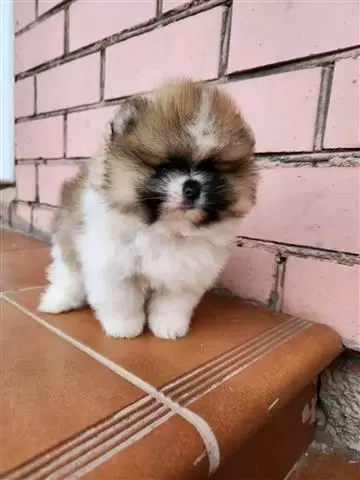 $500 : Teacup Pomeranian puppy image 1