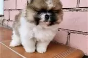 Teacup Pomeranian puppy en Atlanta